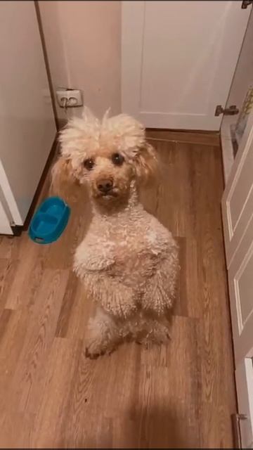 Смешной пудель. Дрессировка. Грязные танцы собак.Собачий вальс.Смешные животные.Самый умный пудель смотреть онлайн