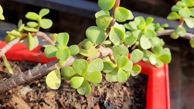 यह चीज़ डालो गुलाब का पौधा सूखने मरने से बच जाएगा ढेरो फूल देगा, Rose plant fertilizer & growing tip смотреть онлайн