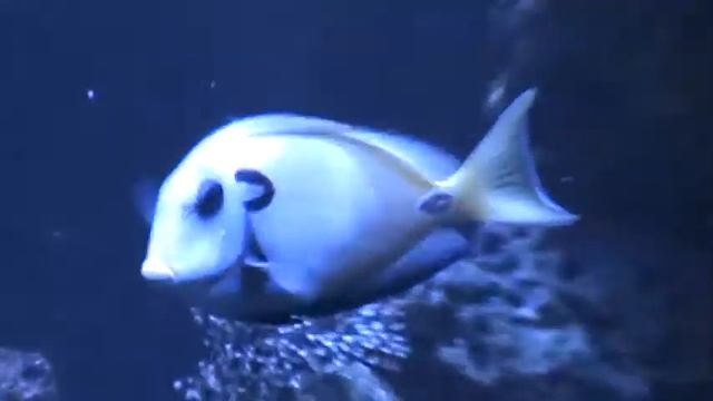 Lieutenant Tang (Acanthurus Tennenti) смотреть онлайн