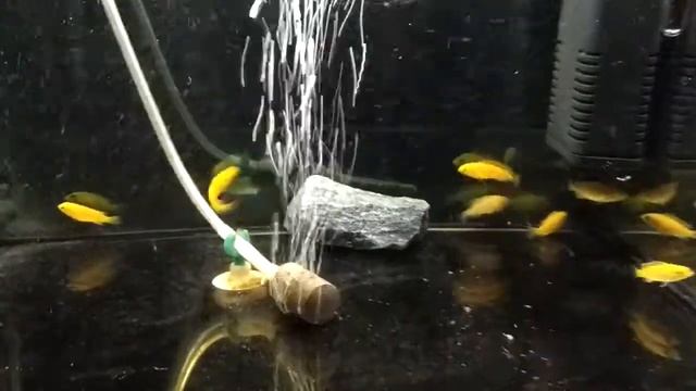 Мальки Елоу (Labidochromis Caeruleus «yellow»)