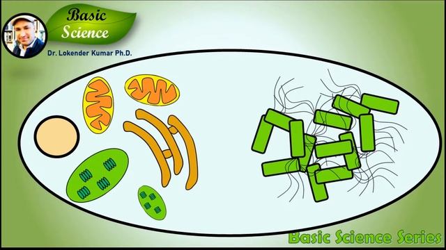 Theory of Symbiogenesis | Origin of life | Bacteria | Evolution | Basic Science Series смотреть онлайн