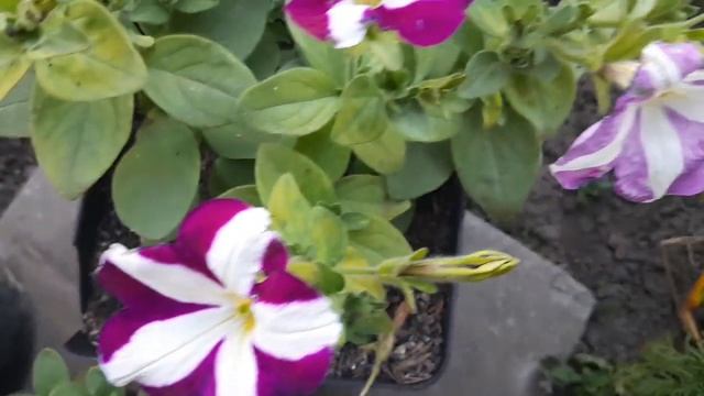 Хлороз у петунии,лечение смотреть онлайн