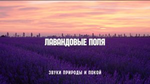 Летнее спокойствие — лавандовые поля и звуки природы