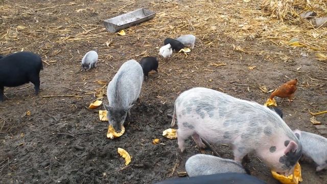 ветнамські поросята в два місяці смотреть онлайн