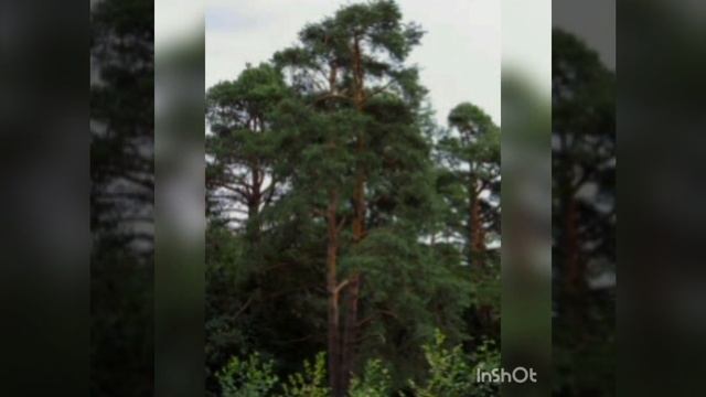 Ознайомлення з природним довкіллям, моделювання.