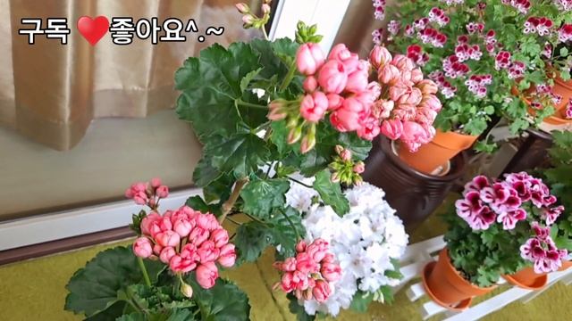 #핑크판도라 제라늄대품 베란다 정원에 봄~ смотреть онлайн