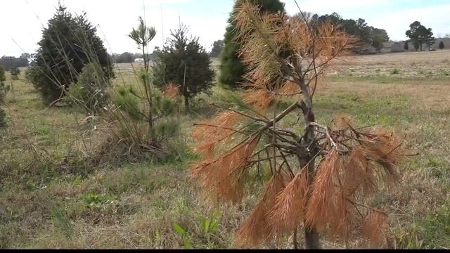 National Christmas Tree Shortage смотреть онлайн