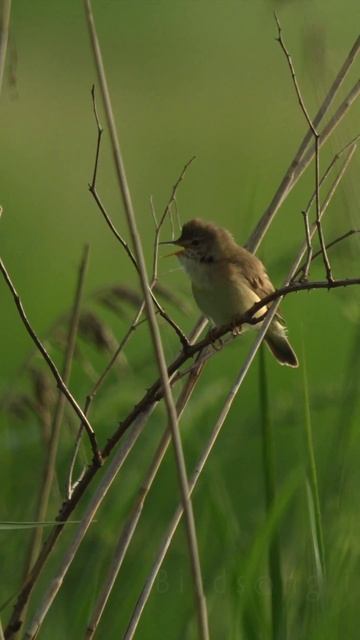 A marsh warbler song (Acrocephalus palustris) on June 27, 2024 смотреть онлайн