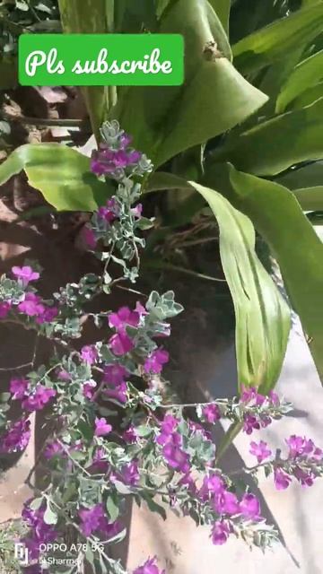 My favourite plant in my garden ..comment me btae aapka favourite plant#Texas Sage plant #Nature # смотреть онлайн