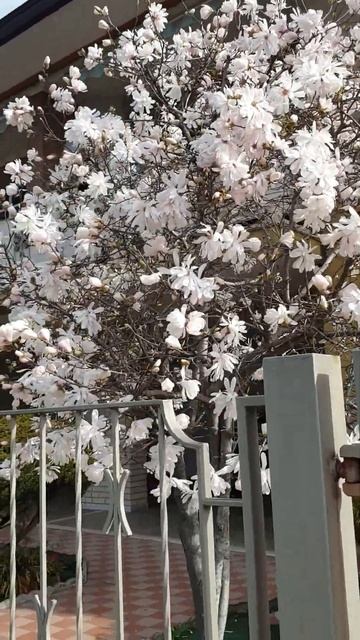 Ромашковое дерево. смотреть онлайн