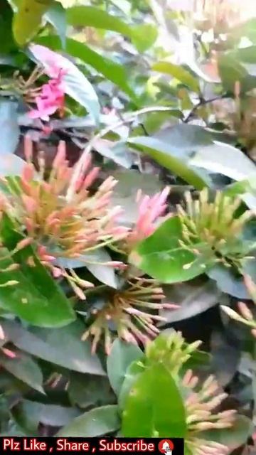Chinese ixora flowers🥰🥰#youtubeshorts #shorts #youtube смотреть онлайн