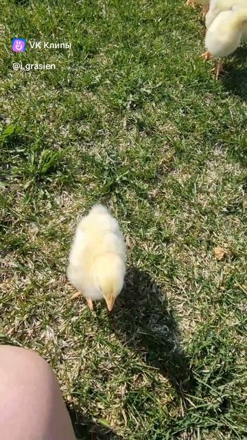 Пасхальные цыплята на прогулке