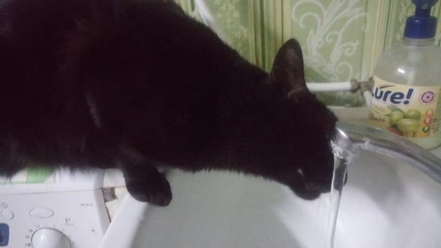 Кот Василий пьёт воду из под крана смотреть онлайн