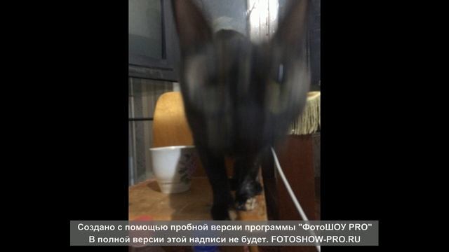 Ржачные фотографии Лили смотреть онлайн