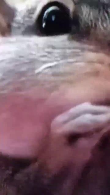 смешные животные чееееееек 😂😂😂