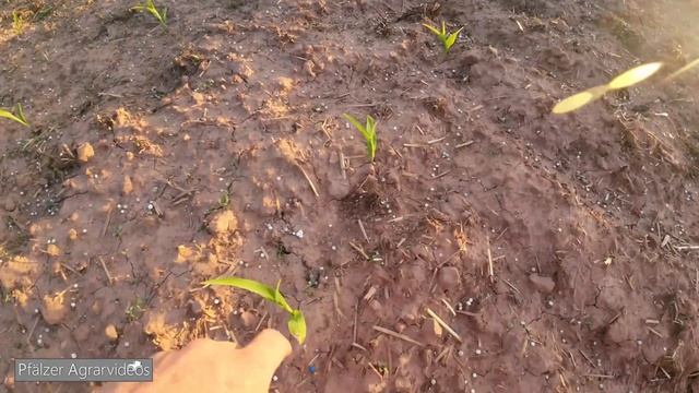 FarmVLOG#121: Der Fendt 306LS darf mal wieder ran! Dünger 2023, Maisversuch & Kürbisse säen смотреть онлайн