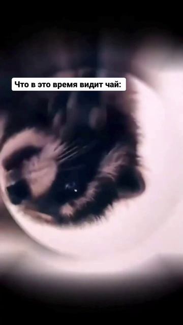 Невозможно устоять 🤭 #чай #иванчай #енот #педро #meditation #chill #распаковка смотреть онлайн