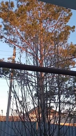 17.04.2025г. 6 часов утра. Очень красиво поют птицы под окном