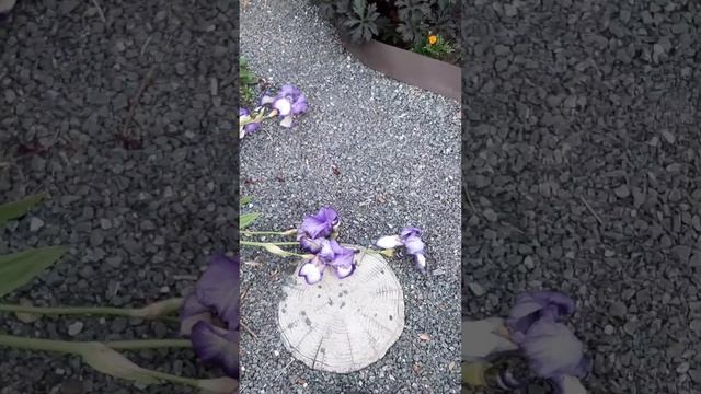 Ирис бородатый Степинг Аут смотреть онлайн