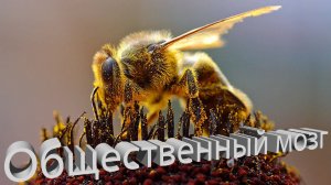 Профессор Кашковский: Вопросы. Общественный мозг. Отстройка сотов