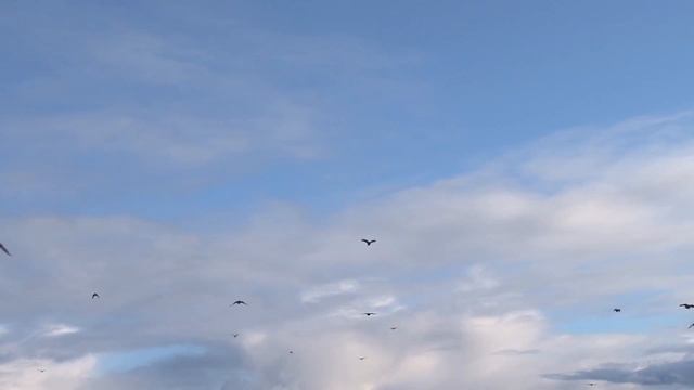 AES България и ВяЕЦ Свети Никола - радари и орнитолози опазват биологичното разнообразие смотреть онлайн