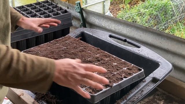 Growing Your Own Trees | Planting Hazel Nuts and Sycamore Seeds смотреть онлайн