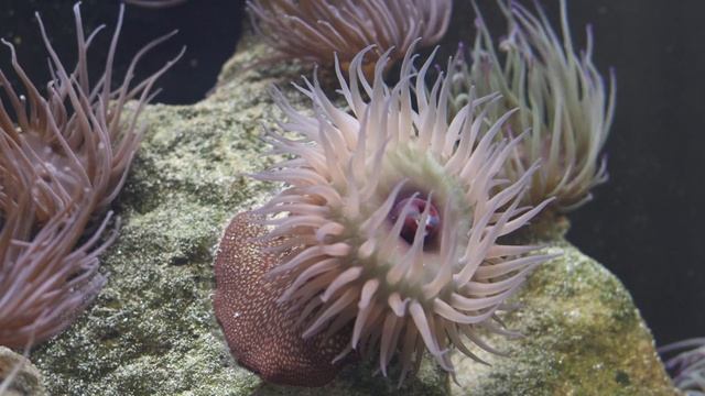 Strawberry  Anemone In Irish Native Marine Aquarium 4k