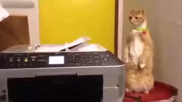Кот в шоке! (My cat shocked!) смотреть онлайн
