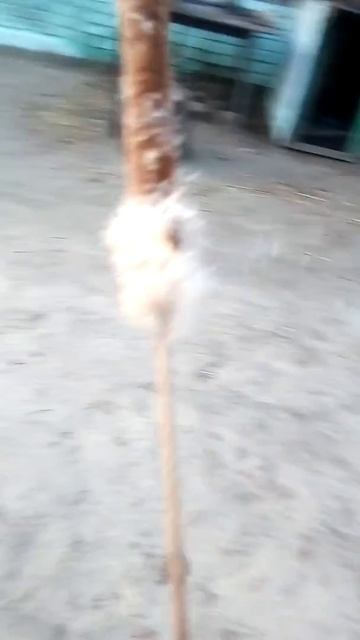 У меня камыш😨