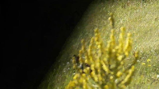 Зайцы смотреть онлайн