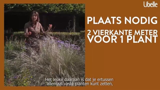Siergrassen: dit zijn de mooiste en makkelijkste voor in de tuin смотреть онлайн