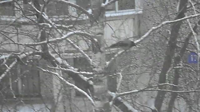 Вороны сидели на дереве 5453435 DSCN5010 смотреть онлайн