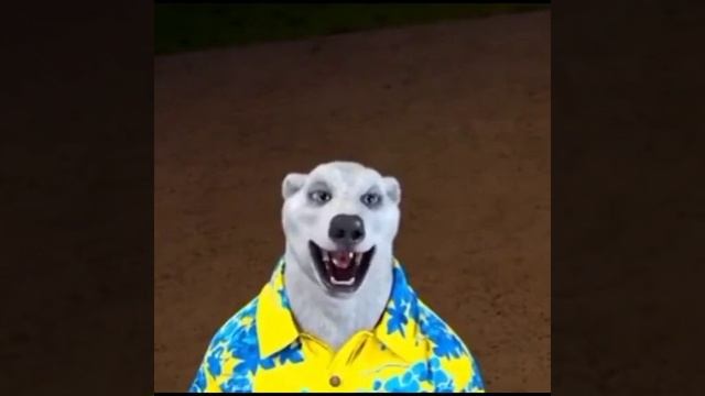 Что будет 27 ноября|Белый медведь|Полярный медведь|Мем смотреть онлайн