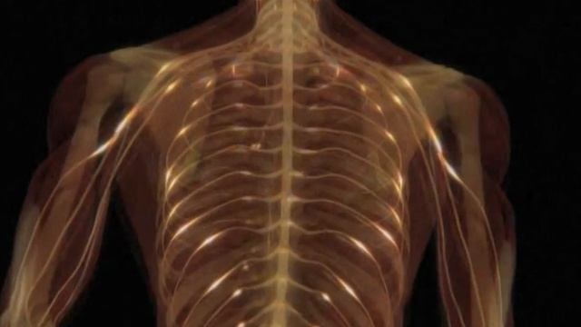 anatomy nervous sytem synaps EHR смотреть онлайн