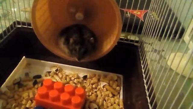 Видео про моего хомяка!!! смотреть онлайн