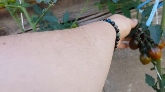 Сорт томата Монисто шоколадный 12,08,2023 смотреть онлайн