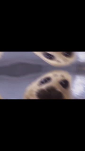 Seal Montage 5! (ft. baby seal Niko) смотреть онлайн