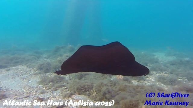 2016-04-03 BHB Atlantic Black Sea Hare смотреть онлайн