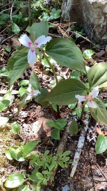 #trillium #flowers in #spring in #novascotia смотреть онлайн