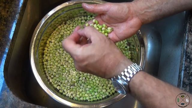 Southern Peas - How To Pick And Freeze