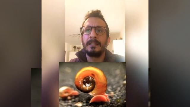 Lumache in acquario: infestanti, dannose? Parliamo di Melanoides; Physa e Planorbis (video 6 di 15) смотреть онлайн