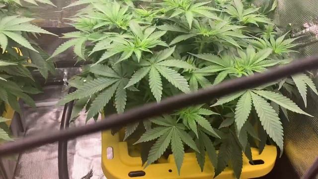 Harley Growers Double Blue Cheese Powered By Bloom Plus & Root Box Hydroponics Week 1 Flower смотреть онлайн