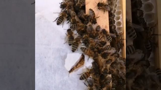 Пчела семя смотреть онлайн