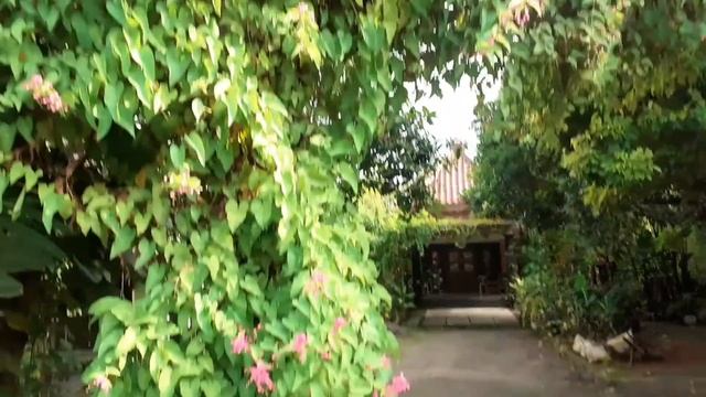 Bunga Airmata Pengantin ( Antigonon Leptopus ) Bunga kesukaan Tawon/lebah Madu Klanceng смотреть онлайн
