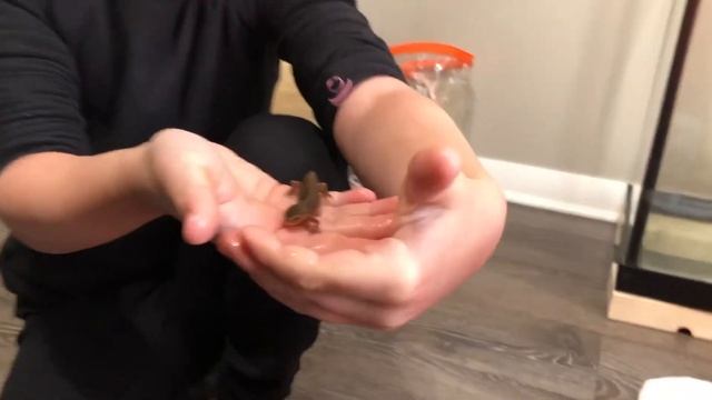 Look, belly so squishy (boy playing with salamander pet смотреть онлайн