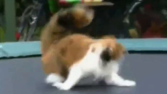 Animals on the trampoline. смотреть онлайн