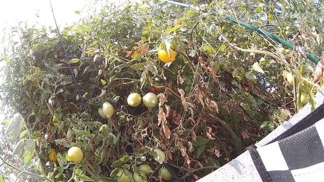 Picking Tomatoes