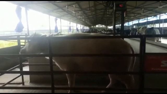 Sumo Animal Scale in Bogura Vandar Agro| 2000kg Animal Scale смотреть онлайн