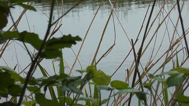 Quaken von Fröschen, 09.05.2013/ Кваканье лягушек смотреть онлайн