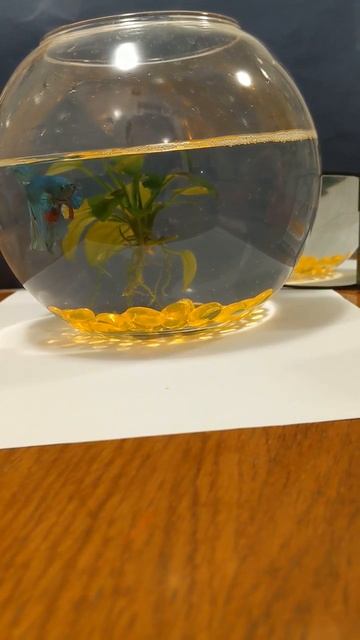 #betta fish # mirror🤯 смотреть онлайн